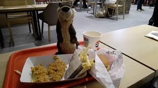 Abendessen für den Otter Marlenka bei KFC Leipzig Hbf