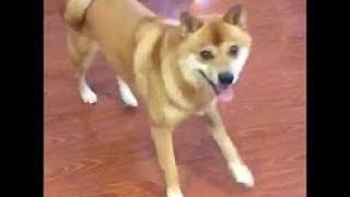 Shiba Inu Dance