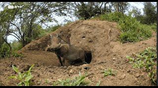 DOCUMENTÁRIO NATUREZA E VIDA SELVAGEM - Companheiros da Savana Africana - RTP1