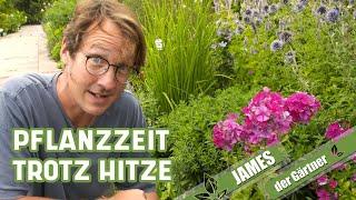 Stauden auch bei großer Hitze pflanzen – so geht’s! | James der Gärtner