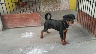 Randy 7 month Rottweiler puppy