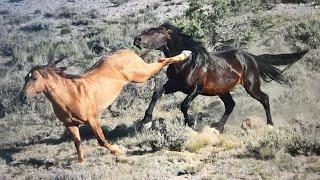 Tribute to Brave Wild Stallion of Sand Wash Basin in Colorado by Karen King