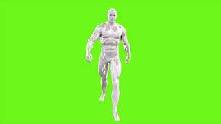 Animated 3D Human 4K Green Screen Stock footage.
