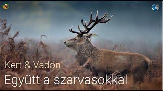 ▶️ Szarvasok közelről | Így legyen sok szarvasod ! | 4K