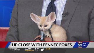 Silly Safaris brings Fennec foxes into the studio