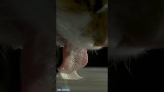 CAT DRINKING in MACRO Slow Motion