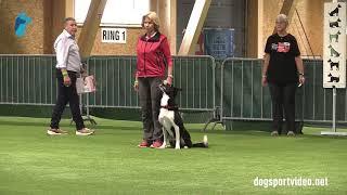 Qualification - Galina Federova + Welshriverdee Marvelous Matej/Border Collie - Russia