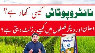 Salient Features of Nitro Potash Fertilizer | Nitro Potash | potash || Apna Kisan Pakistan