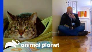 Jackson Is Not Sure If This Cat Can Learn To Live With Humans | My Cat From Hell