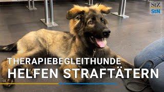 Therapiehund "Al Capone" soll Strafttätern bei der Resozialisierung helfen