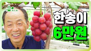 한송이에 6만원 하는 포도?ㅣ루비로망ㅣ아무나 재배 못하는 포도