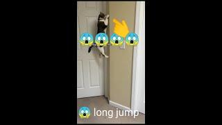 cat lange jump,cockroach attack  #vazirtech 