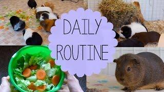 Daily Guinea Pig Routine | Spring 2015