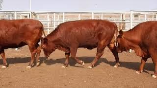 Nomtsas Cattle Auction, 13.9.2023