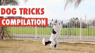 Amazing Dog Tricks Video Compilation 2017
