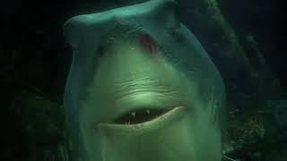 Finding Nemo - 2003 - Bruce the Shark Chase