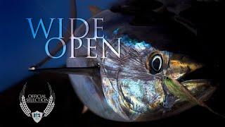 Wide Open - My First Film Festival Film! Fly Fishing for Yellowfin Tuna in San Diego!