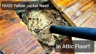 *HUGE* Yellow Jacket Nest In Attic floor - Wasp Nest Removal ASMR