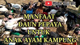 Manfaat DAUN PEPAYA untuk anak ayam kampung asli