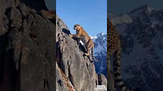 Epic Mountain Leopard Climbing Adventure  | Rare Footage of Majestic Big Cat in Action!