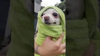 Walking in the rain with a chihuahua