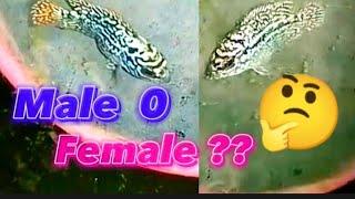 Tips on how to know if the Fry are Male or Female Tagalog (Eng.Sub)