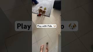 Play with Fido dog .#dog #play #games #funny #story #clips