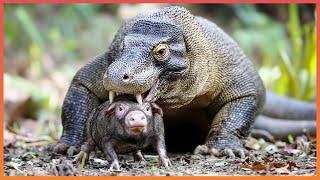 15 Shocking Moments When Komodo Dragons Took Down Other Animals!