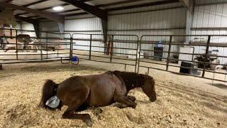 Live Baby Horse Birth - Ozark and Happy