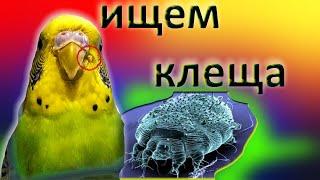 Как найти и определить клеща у птиц.  Как избавиться от клеща  у попугая.