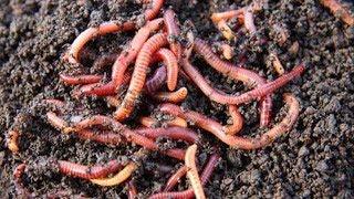 Bahçeye Solucan Bıraktık  Bakın Neler Oldu? Soil Worm in the Garden