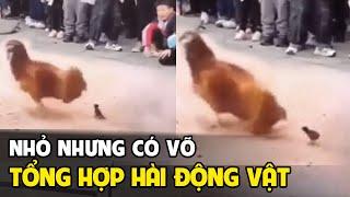 Nhỏ nhưng có võ | Tổng hợp hài động vật | Tin Việt mới nhất | Tô Tin Tức