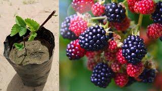 طريقة اكثار توت البلاك بيري من العقل || زراعة التوت العليق الاسود growing black berry from cuttings