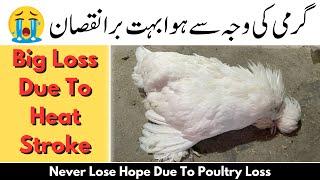 Big Loss  Due To Heat Stroke | Never Lose Hope Due To Poultry Loss | Chicken Care In Summer