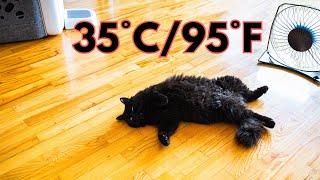 Summer Survival  BLACK CAT and His 4 Friends IN A HEAT WAVE