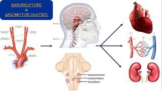 Vasomotor center. Chapter 18 part 1. Guyton and Hall Physiology.