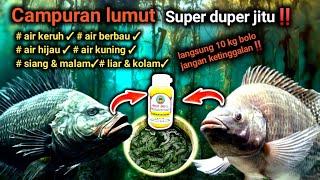 CAMPURAN LUMUT SUPER JITU / SUPER MURAH, jangan sampai gak nyoba‼️