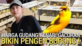 TERBARU ! GUDANG KENARI GACORAN LENGKAP HARGA BIKIN NGILER DI LUAR PASAR BURUNG PRAMUKA