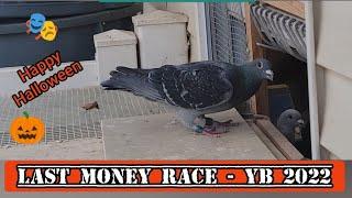 Last Pigeon Race of 2022   #moneyrace #pigeonrace #pigeon