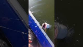 Captain Catfish #fishingvideo #fishing #fishvideo #fishingdaily #fishinglife #lakelife #boatlife #hi