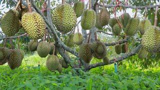 How to Grow Durian Tree After Grafted - Durian Tree Cultivation Technique to Fast Harvest