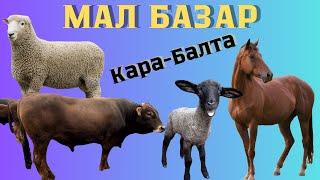 МАЛ БАЗАР КАРА-БАЛТА / КОЙ, УЙ, ЖЫЛКЫ БААЛАРЫ / 12.05.2024