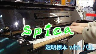 【ストリートピアノ】spica / 透明標本 with バル (Tomei Hyohon with Baru)