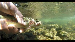 Little Kern River Golden Trout, Fishing Native Wild Sierra Trout