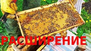 Срочно магазины.  Ульи трещат от количества пчелы/сибирский пчелоблог 19 мая 2022/ точок бакфаста
