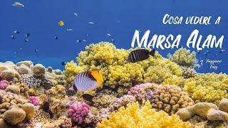 Viaggio a MARSA ALAM - Cosa vedere assolutamente, itinerario luoghi da vedere [4K]