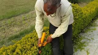 Hedge : Prunning of Duranta plumieri var. goldiana