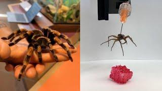 This Week in Science : Turning dead spiders into robots