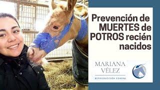 PREVENCIÓN de las pérdidas de POTROS recién nacidos en el CRIADERO