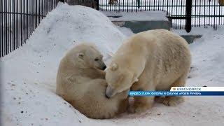 Белую медведицу Аврору из «Роева Ручья» отправляют к жениху в зоопарк Удмуртии
